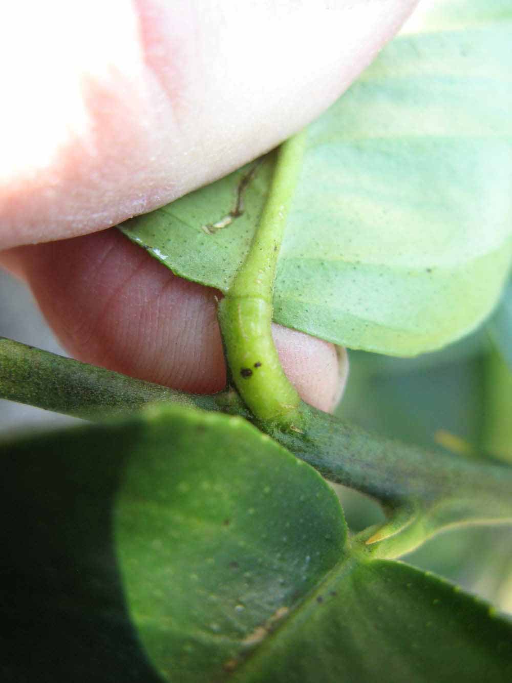              Petiole (Winter Haven, FL)       